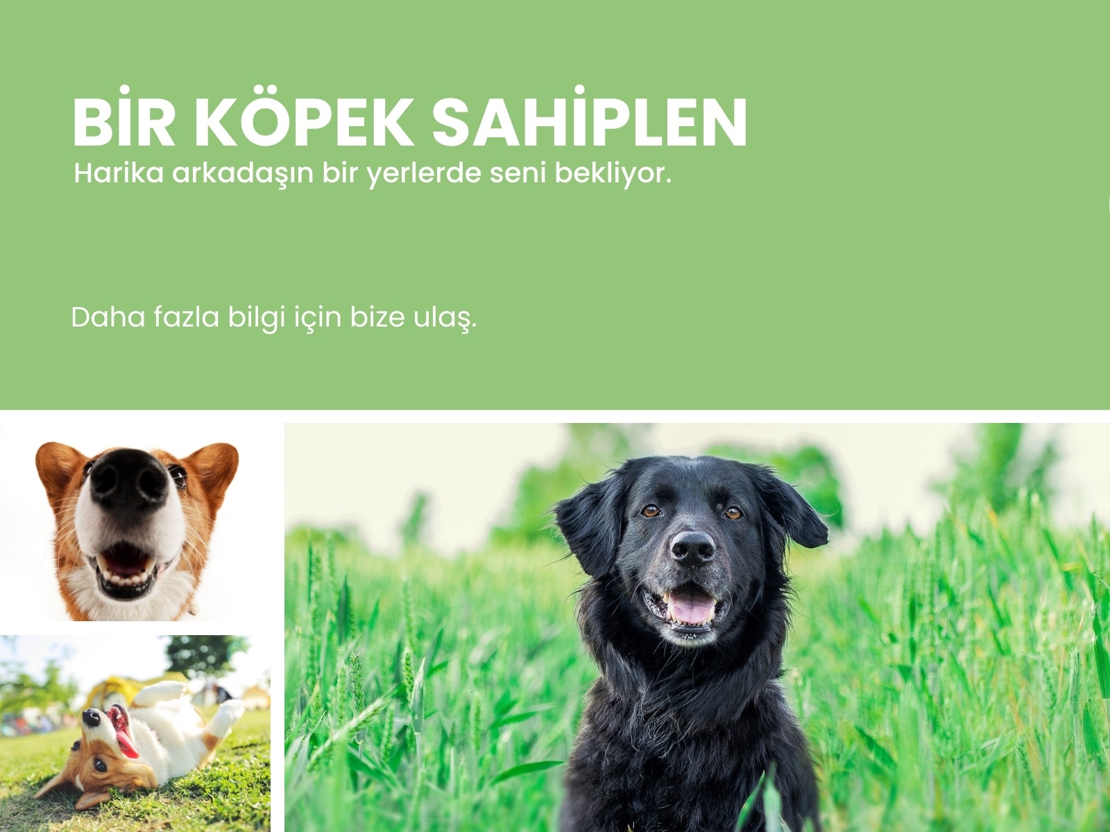 çoklu fotoğraf birleştirme ücretsiz - Canva