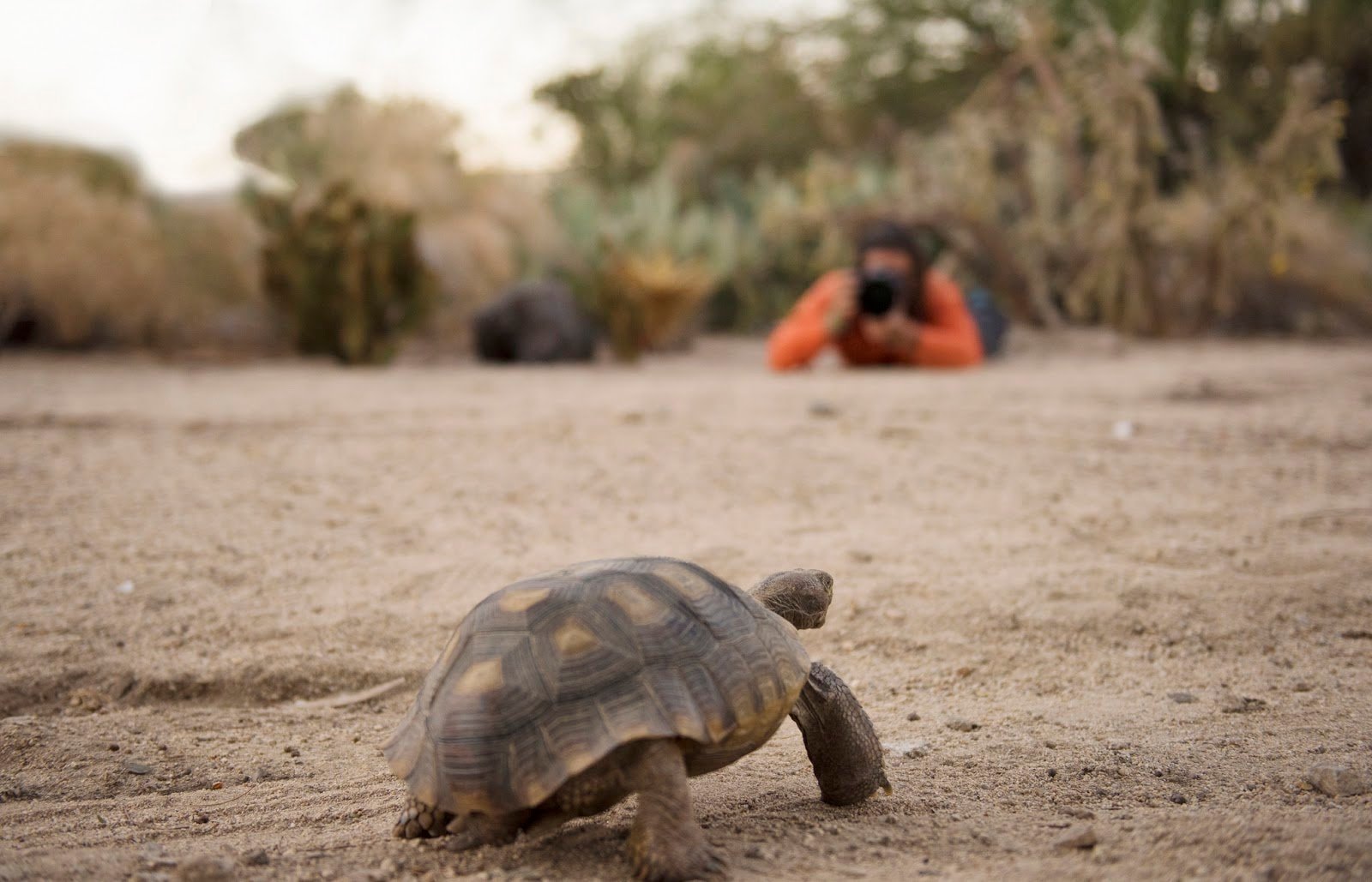 Hunting Raptors Hunting with a camera: 12 tips to take your wildlife photography to the ...
