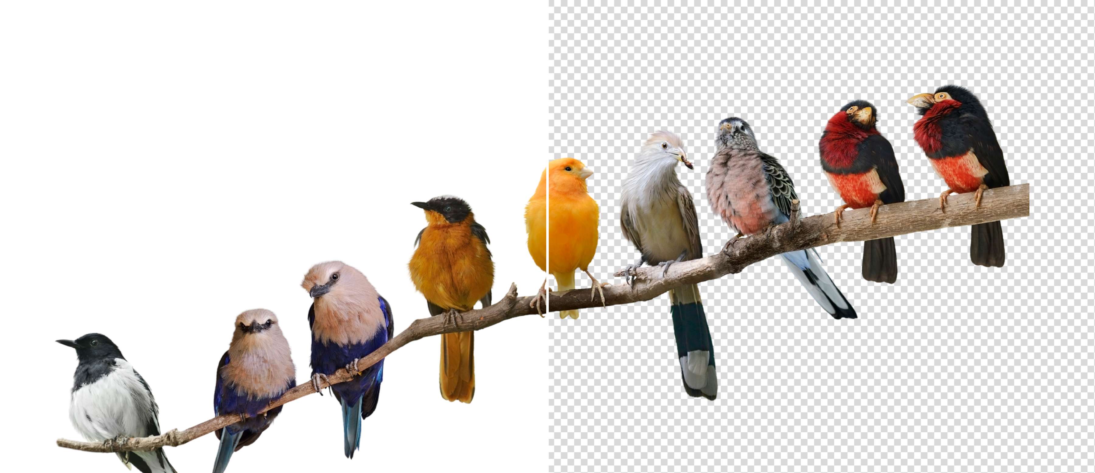 Remove White Background Banner