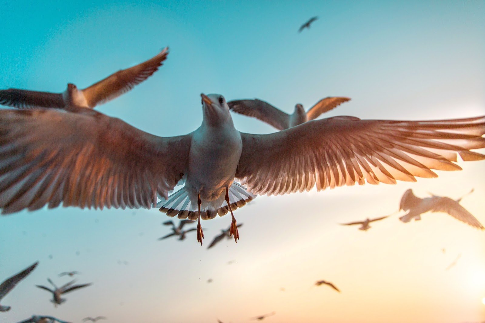 WildlifePhotographyTips1