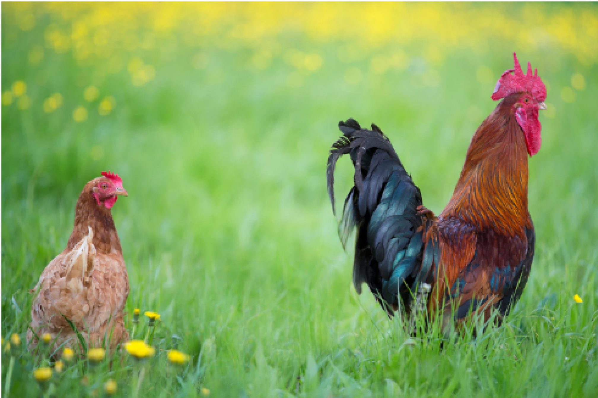 Avant la Gomme magique Photo de poule et coq dans un pré avant l'utilisation de la Gomme magique de Canva