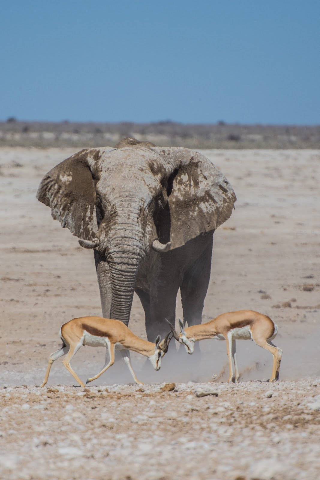Hunting Raptors Hunting with a camera: 12 tips to take your wildlife photography to the ...