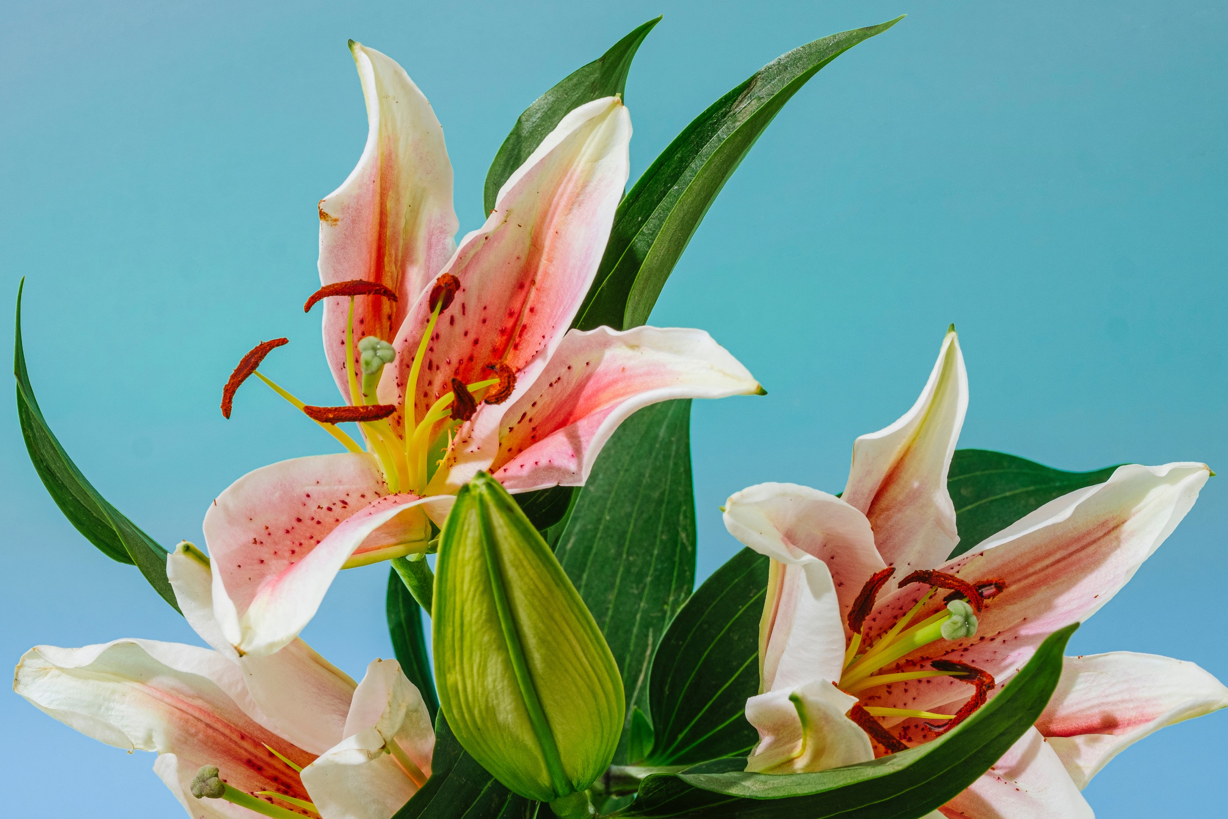 Anteprima app per convertire immagini in alta risoluzione gratis