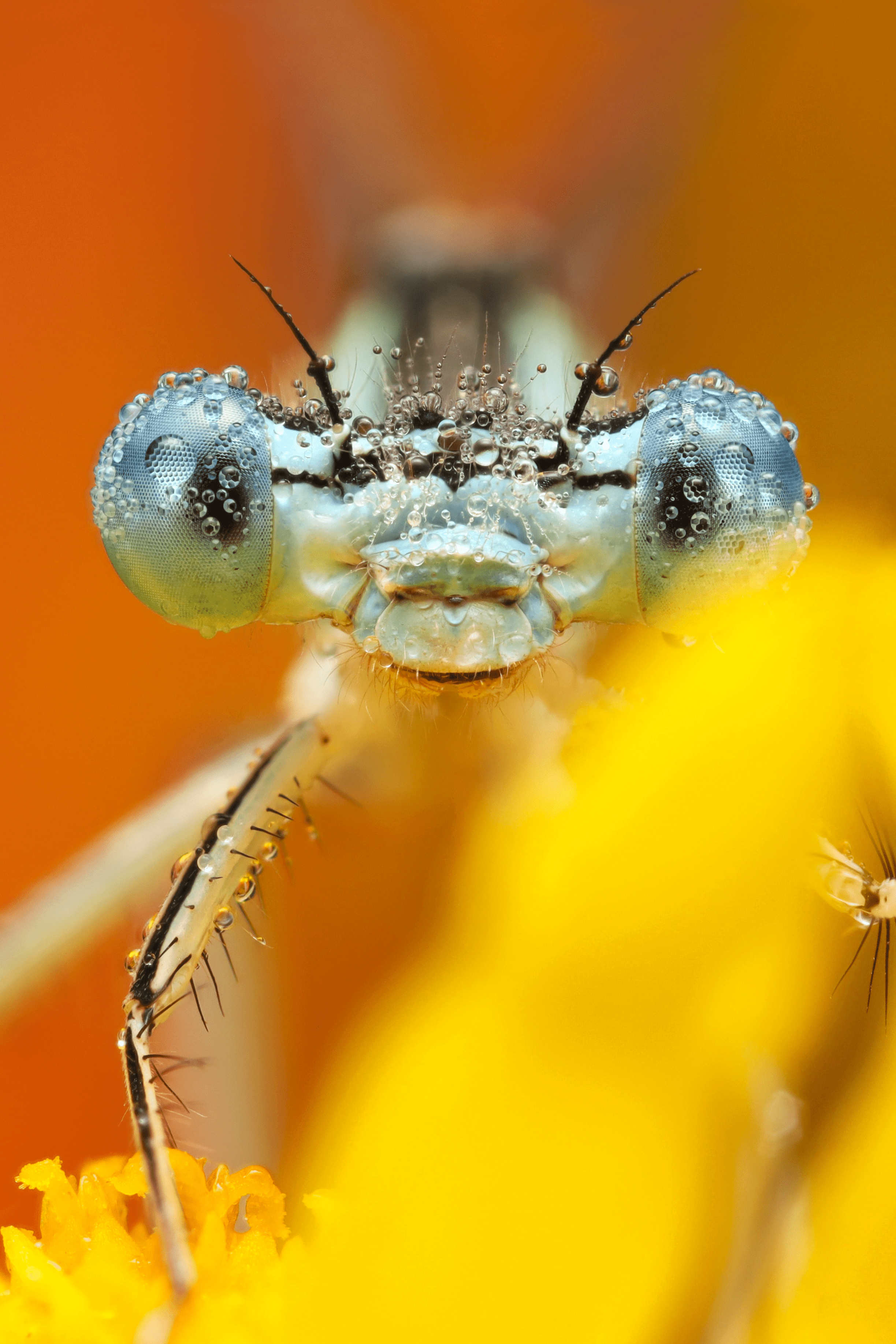 macro-photo-damselfly.png
