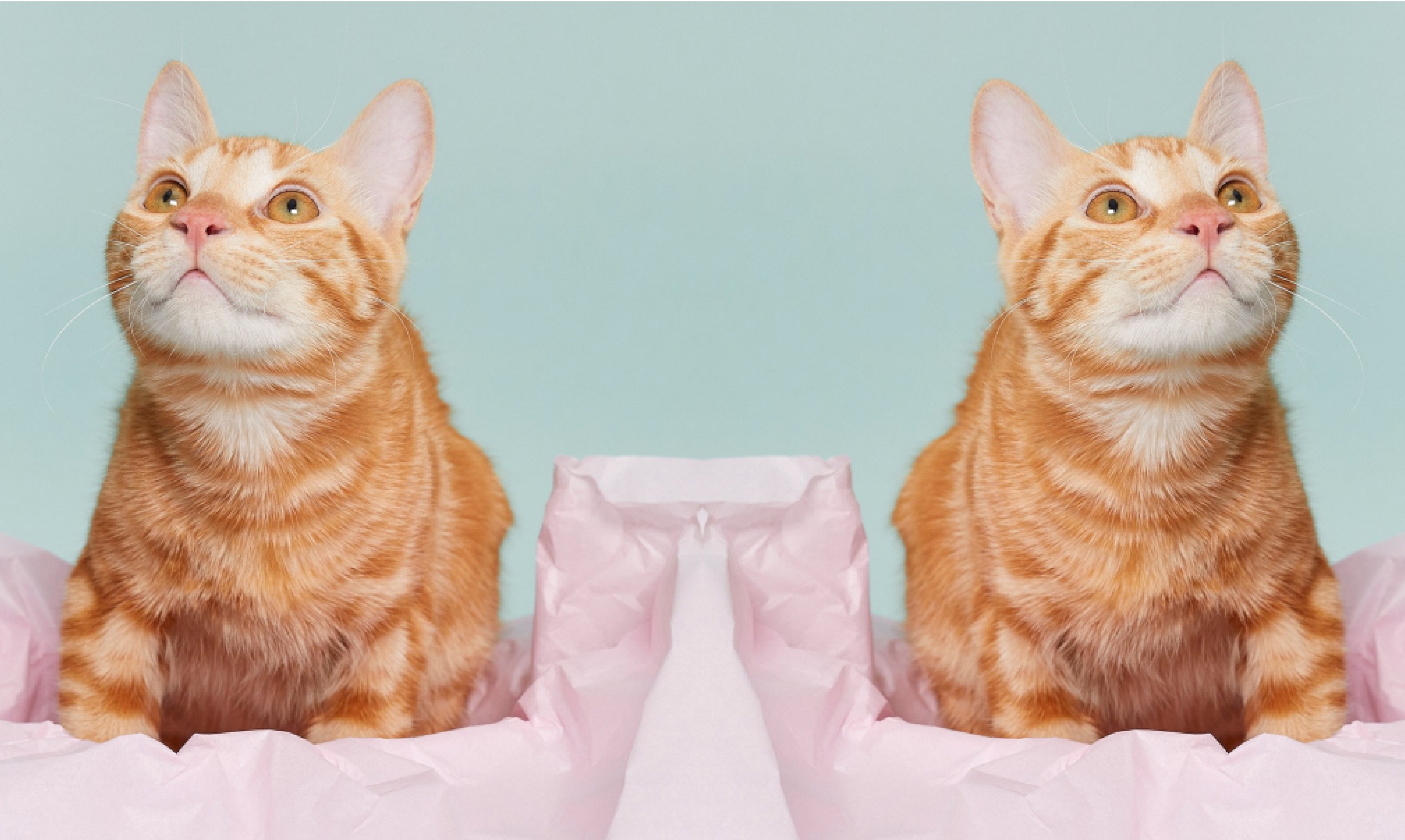 Mirror Images Tool Banner
