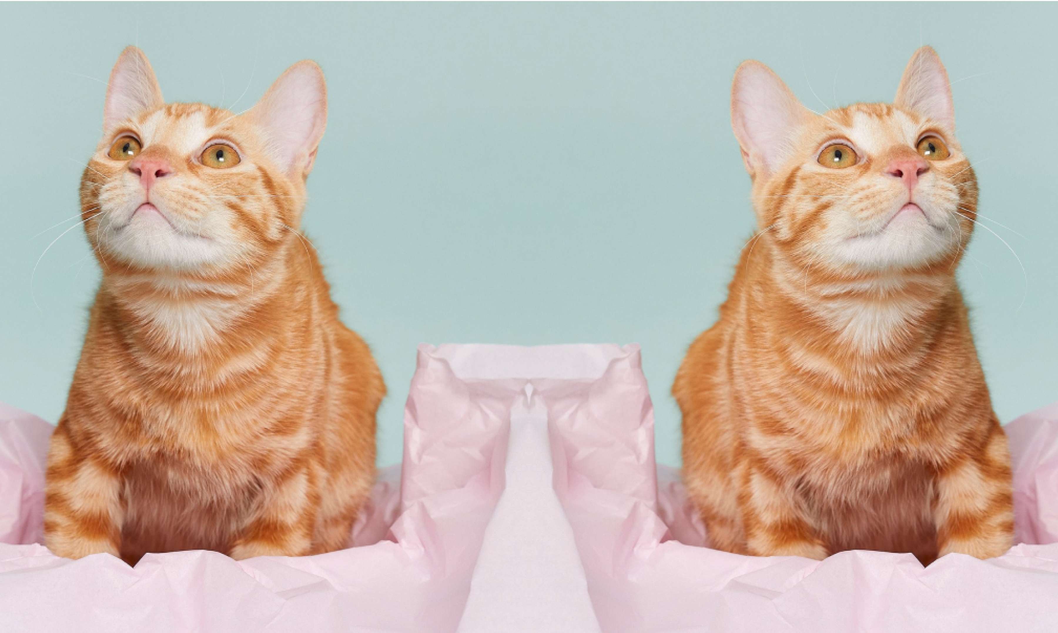 Mirror Images Tool Banner
