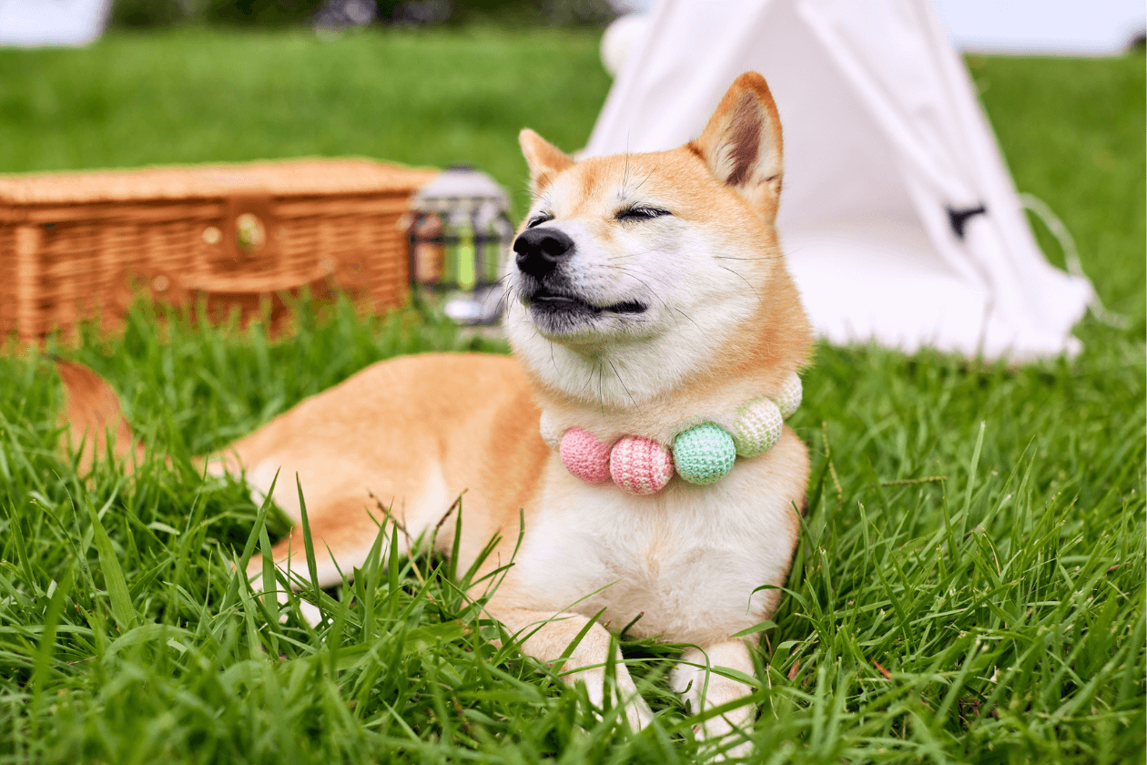 犬の写真をイラスト化 犬の写真をイラスト化