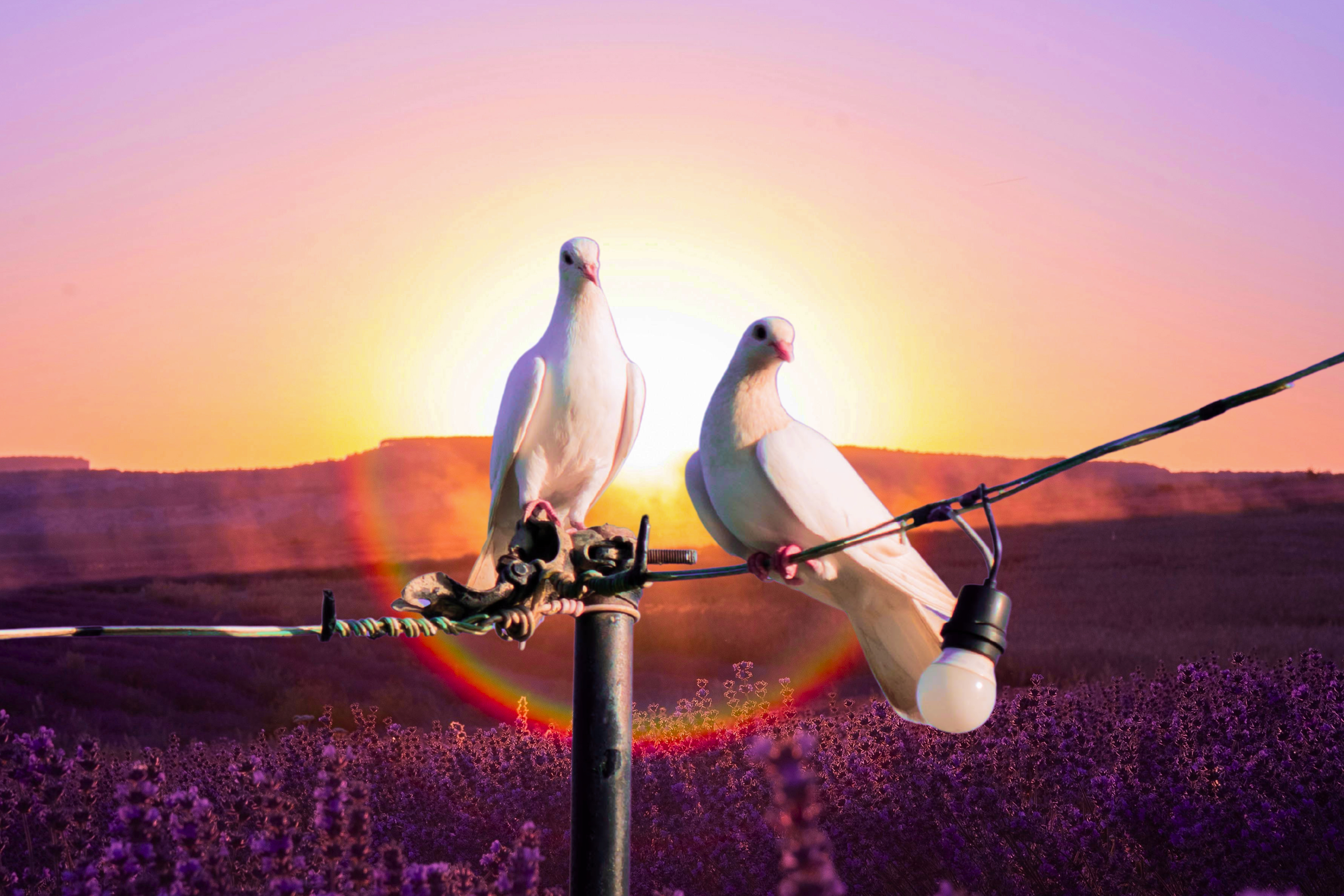 Edit Canva Code Sky Replacement: New Skies for Any Photo | Canva