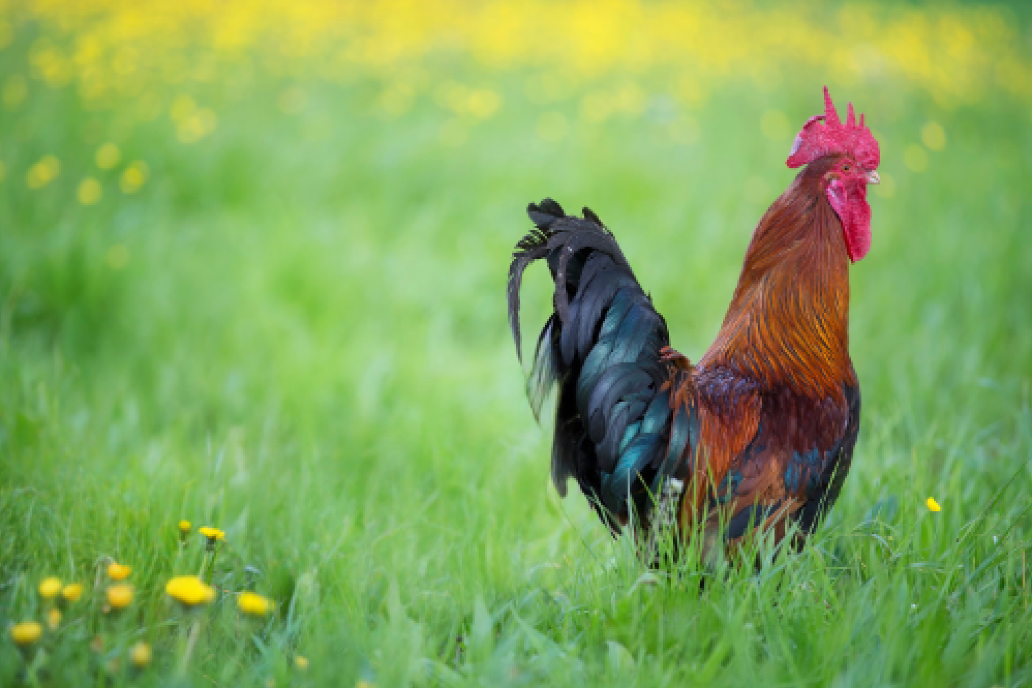 Après la Gomme magique Photo de poule et coq dans un pré après l'utilisation de la Gomme magique de Canva
