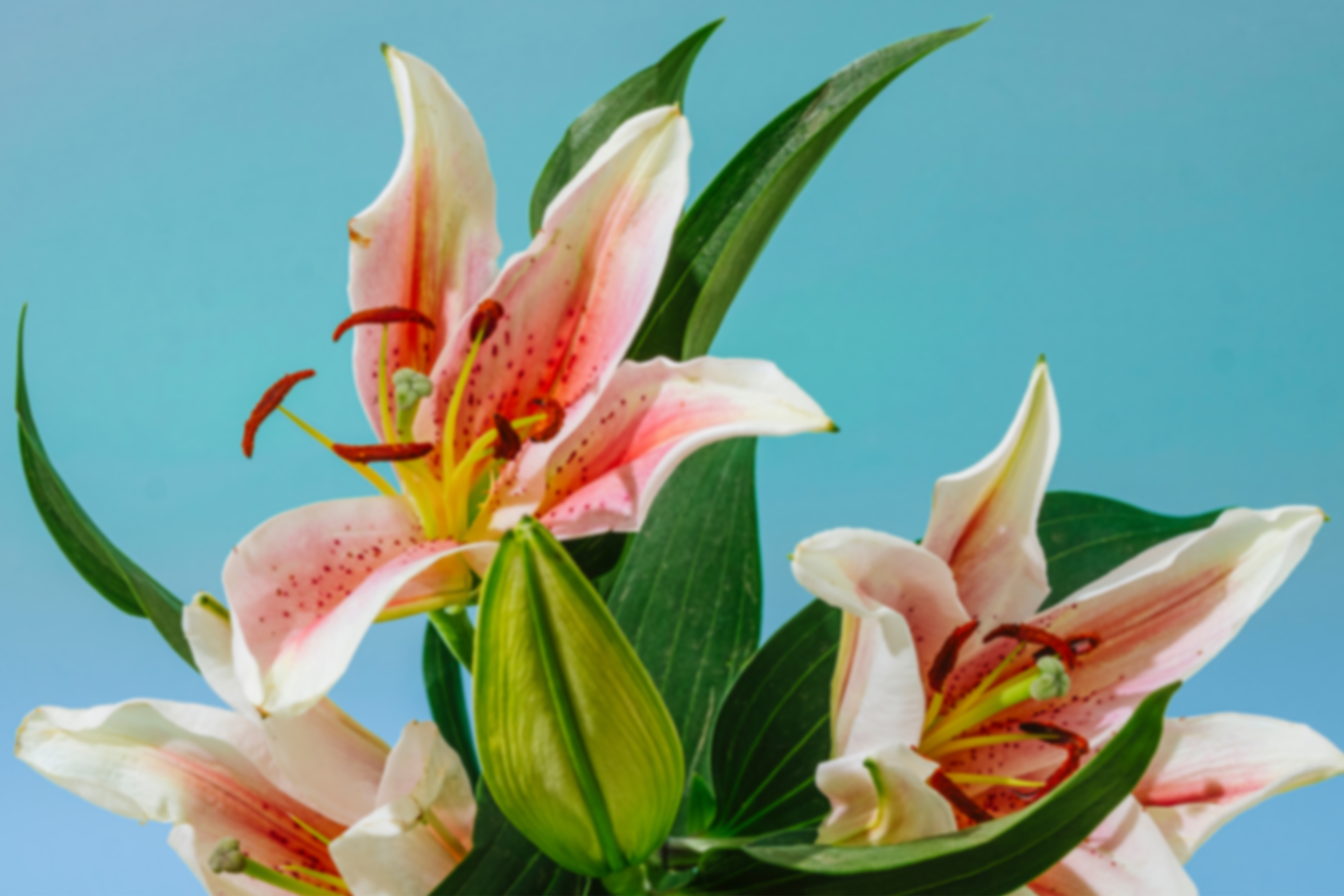 Anteprima strumento per trasformare foto in HD gratis di Canva