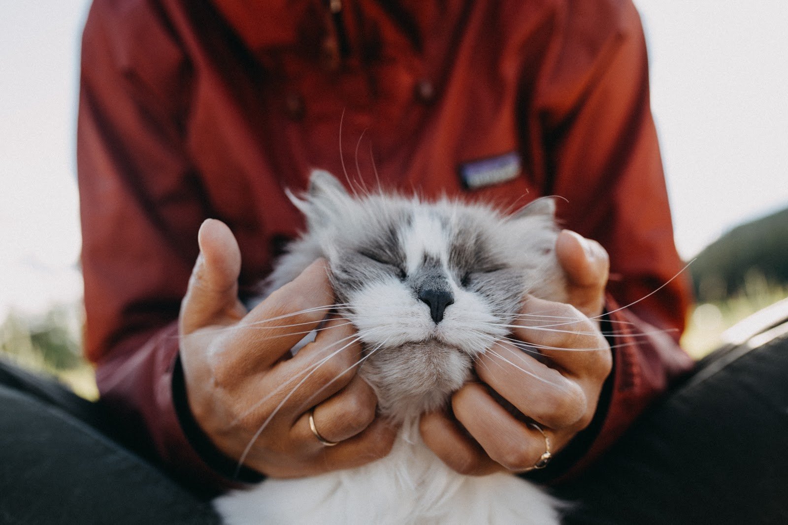 CatPortrait25