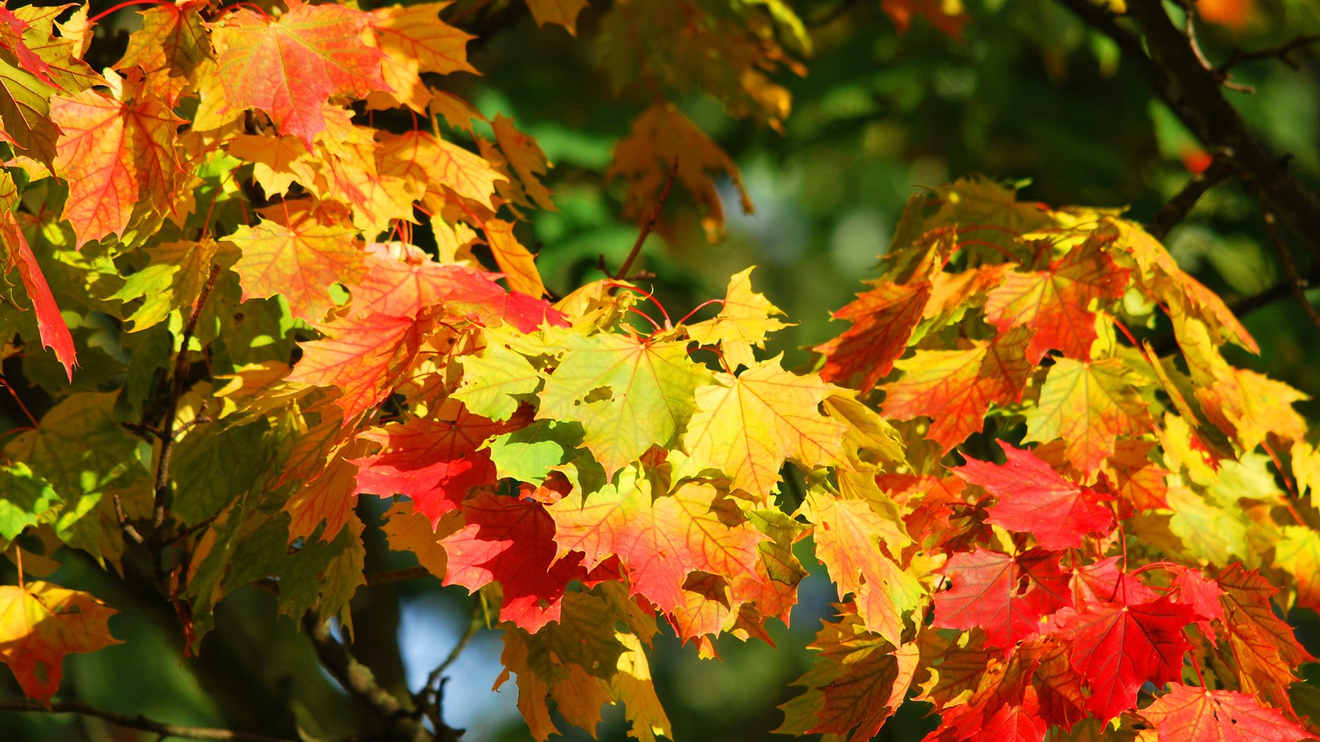 tints-and-hues