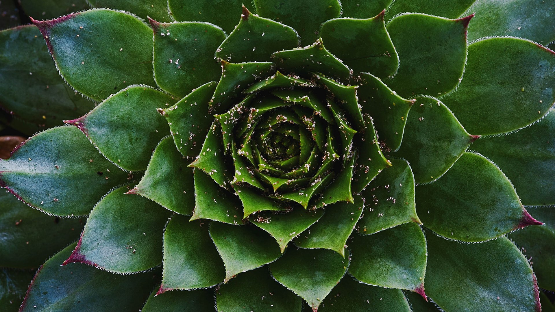 Canva-Green leaves texture background macro, Green plant in the garden close up relaxation concept. suculent symmetry.