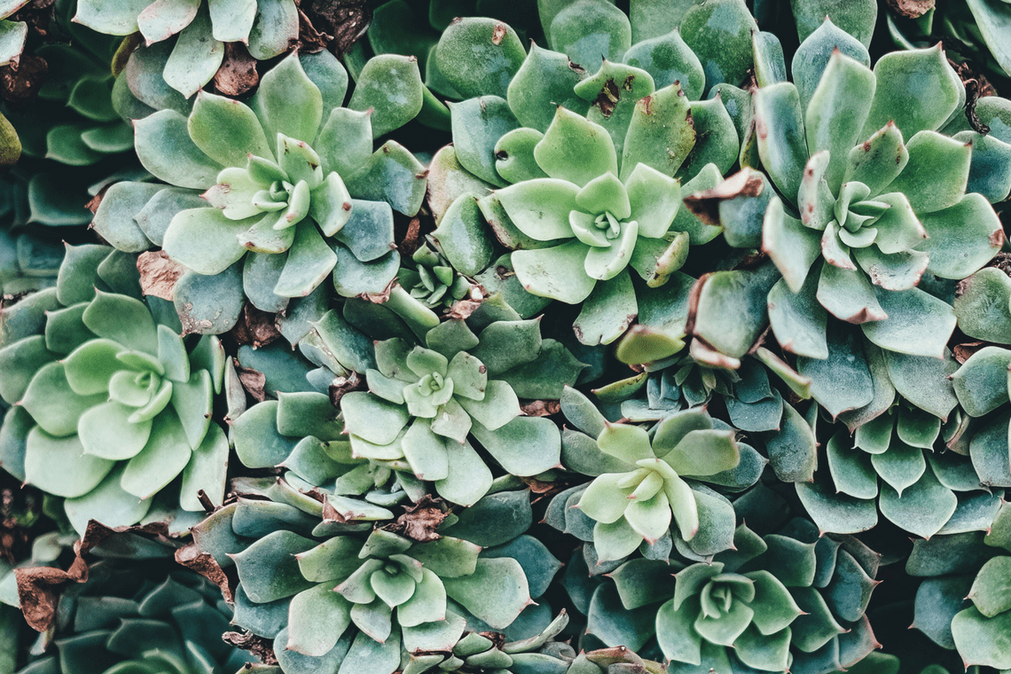 Color Combination Succulent Garden - Canva's Design Wiki