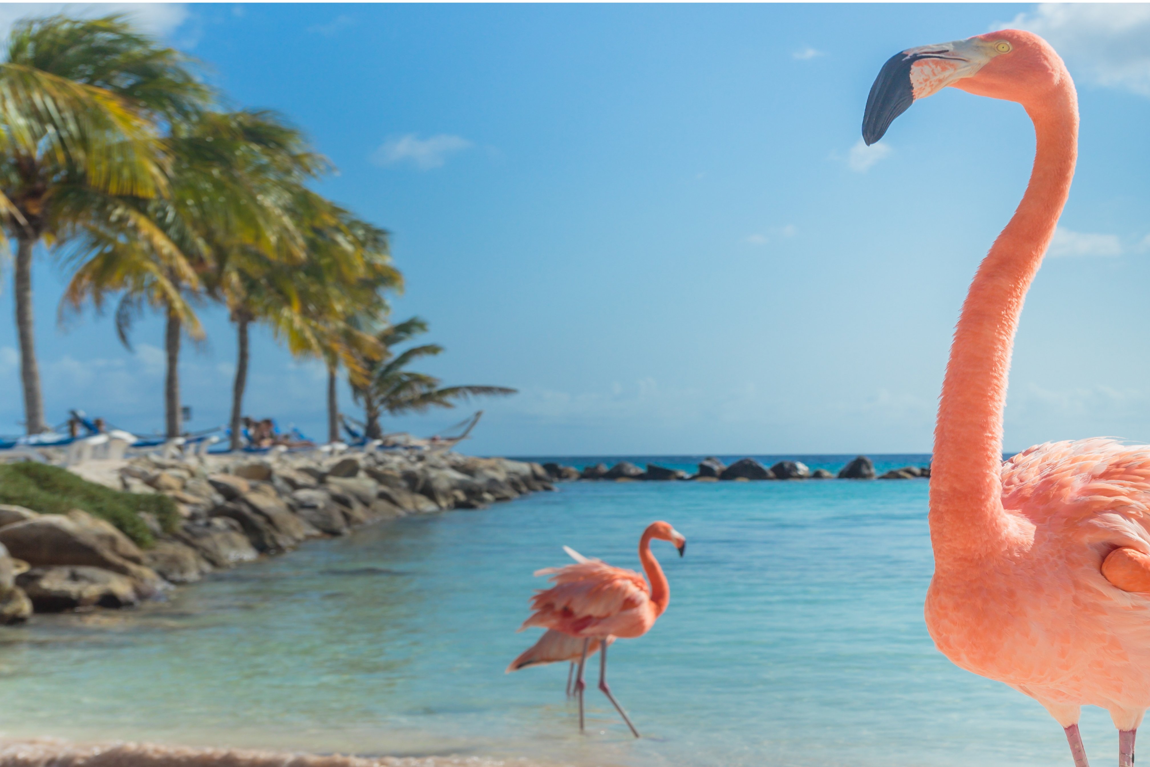 Before applying magic eraser