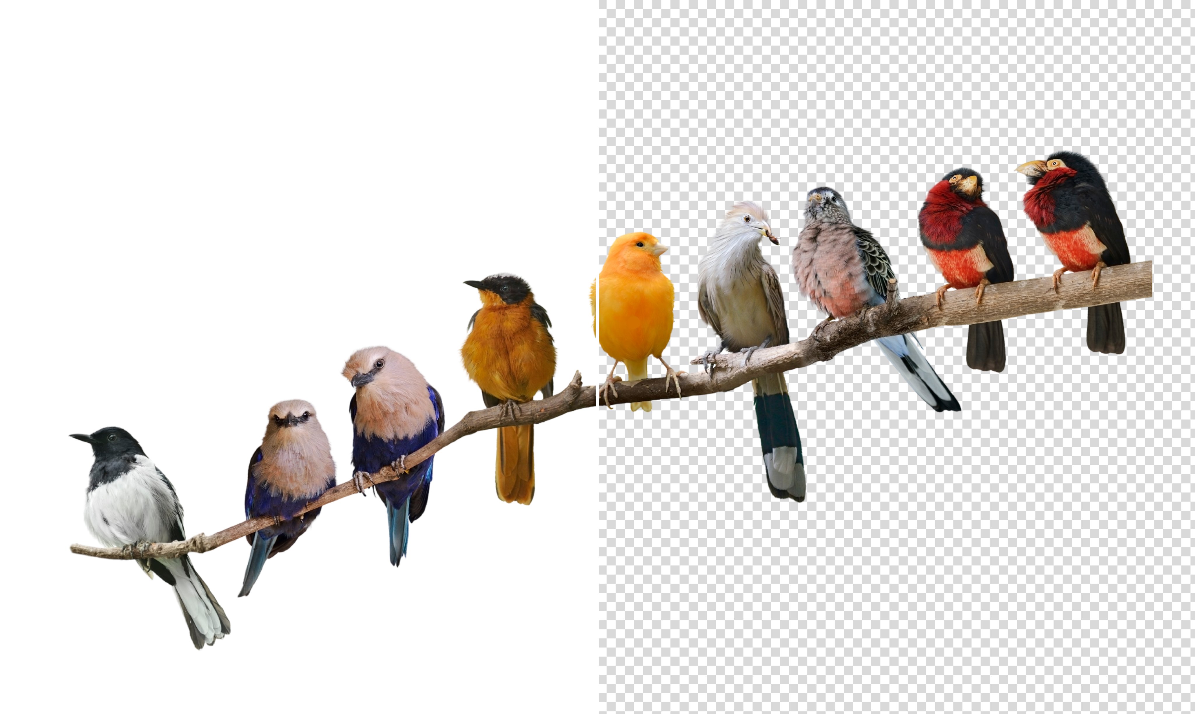 Remove White Background Banner