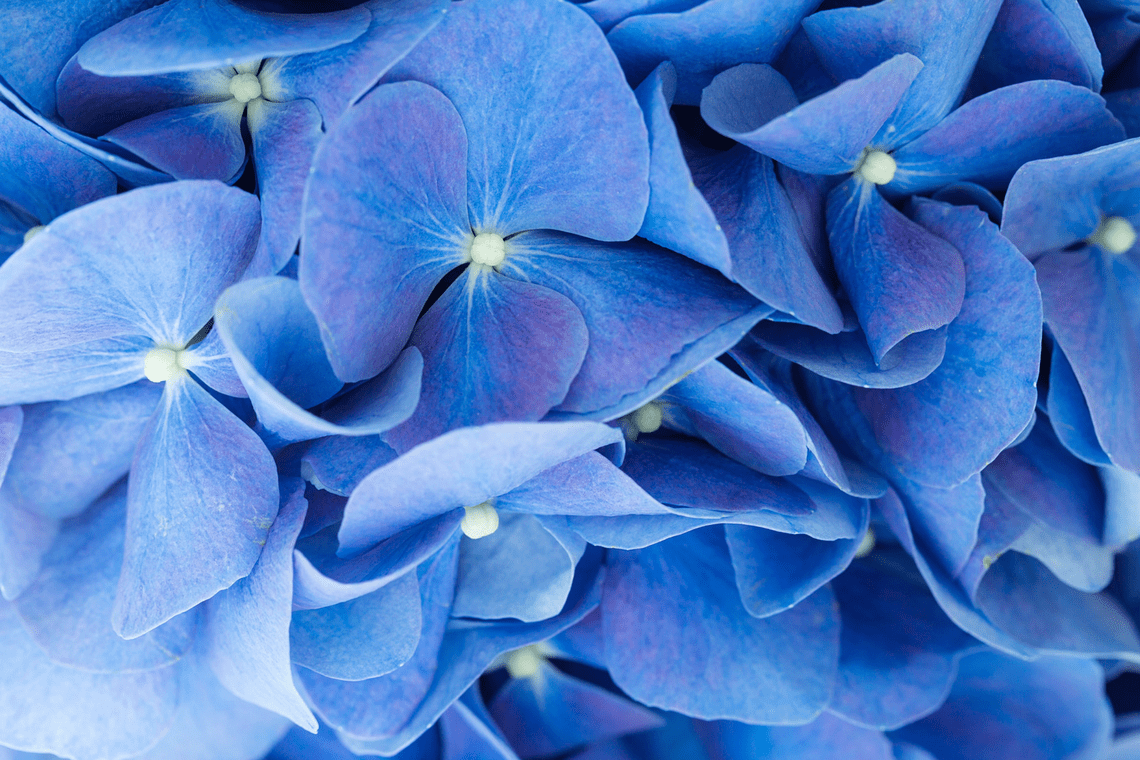 Color Combination Petal Crush - Canva's Design Wiki