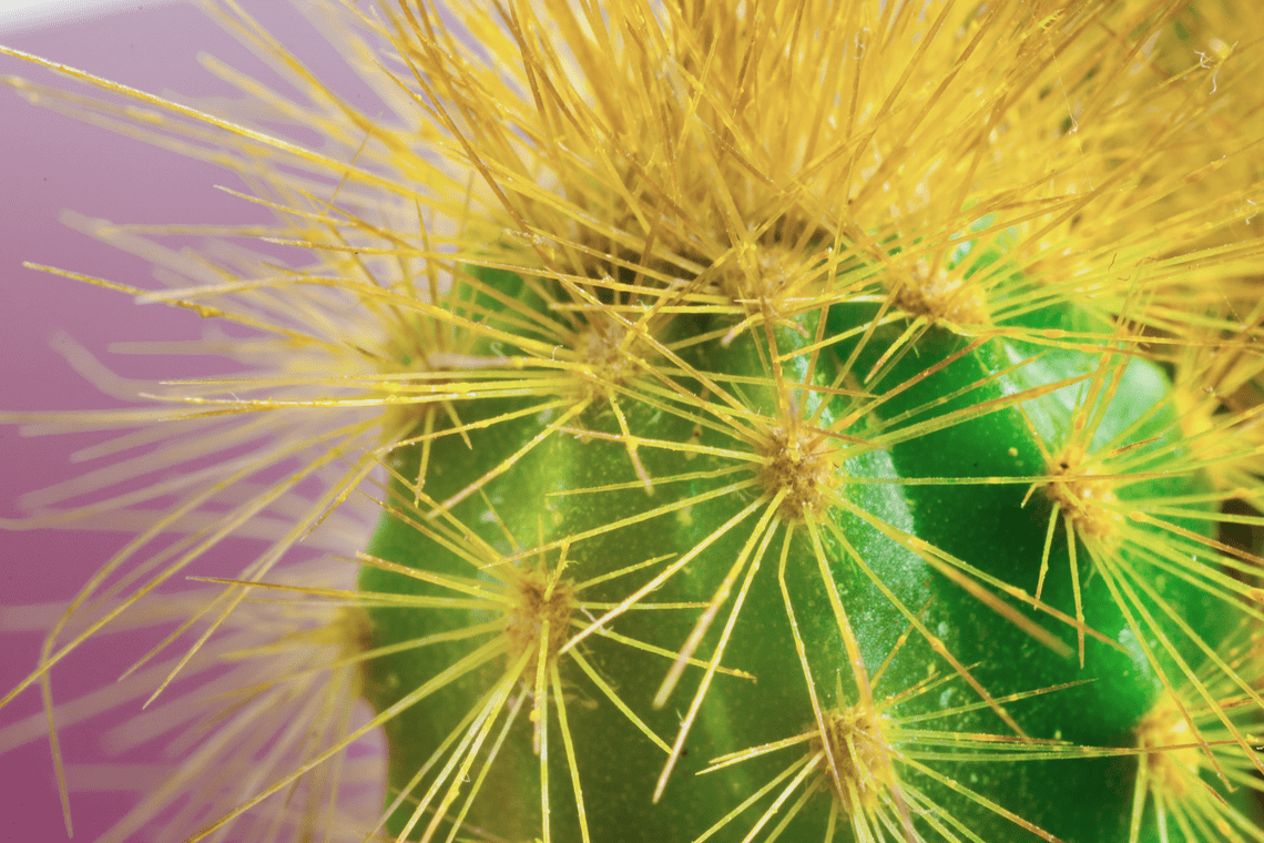 Color Combination Prickly Cactus - Canva's Design Wiki
