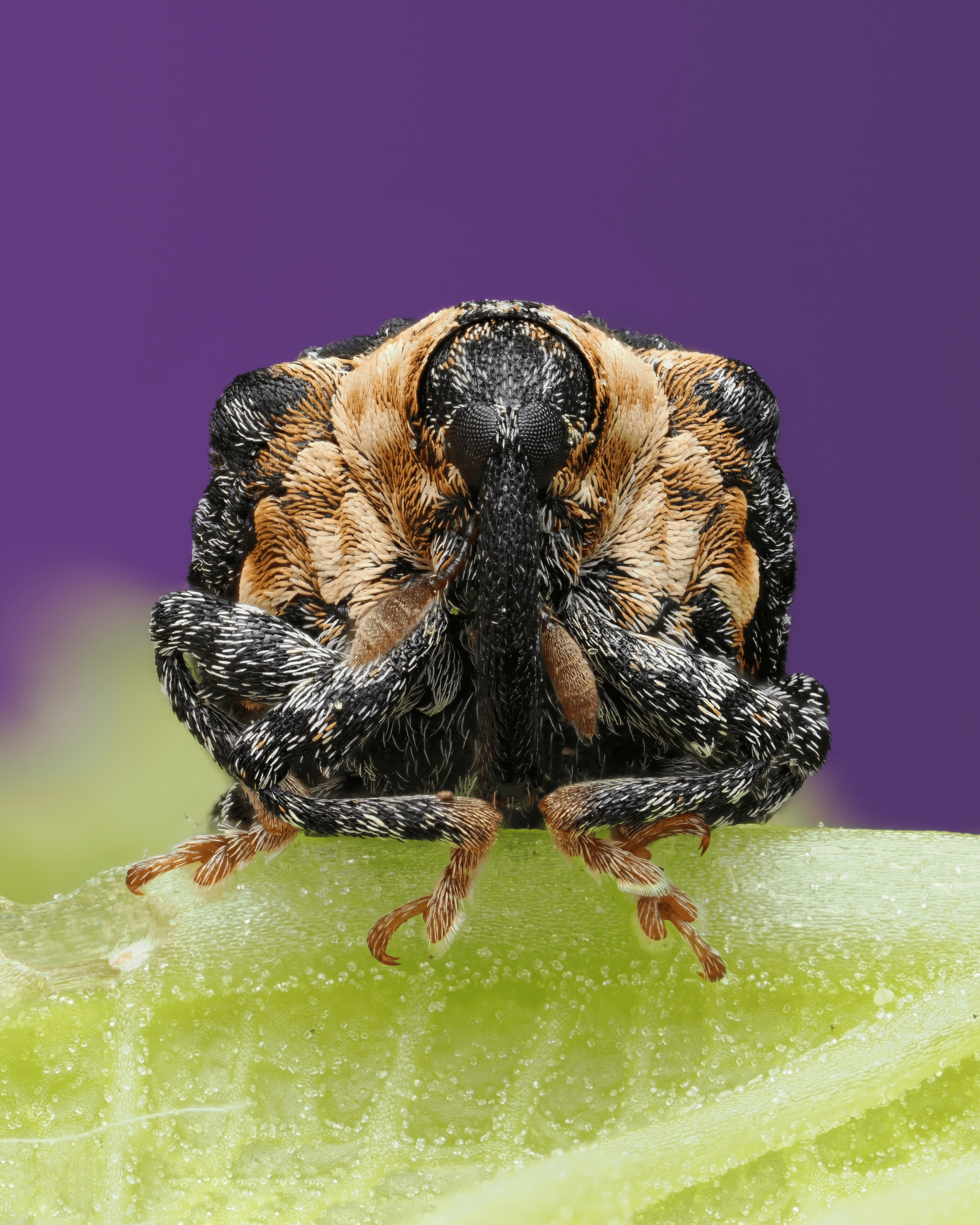 macro-photo-weevil.png