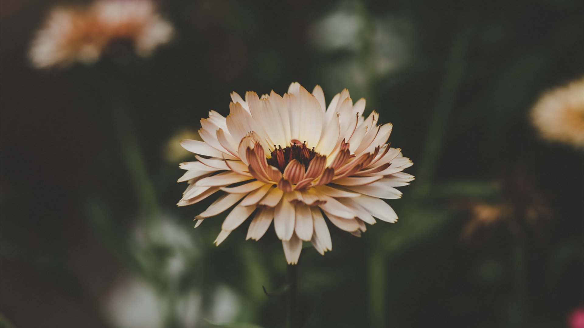 10 expert tips for designing with a blurred background featured image