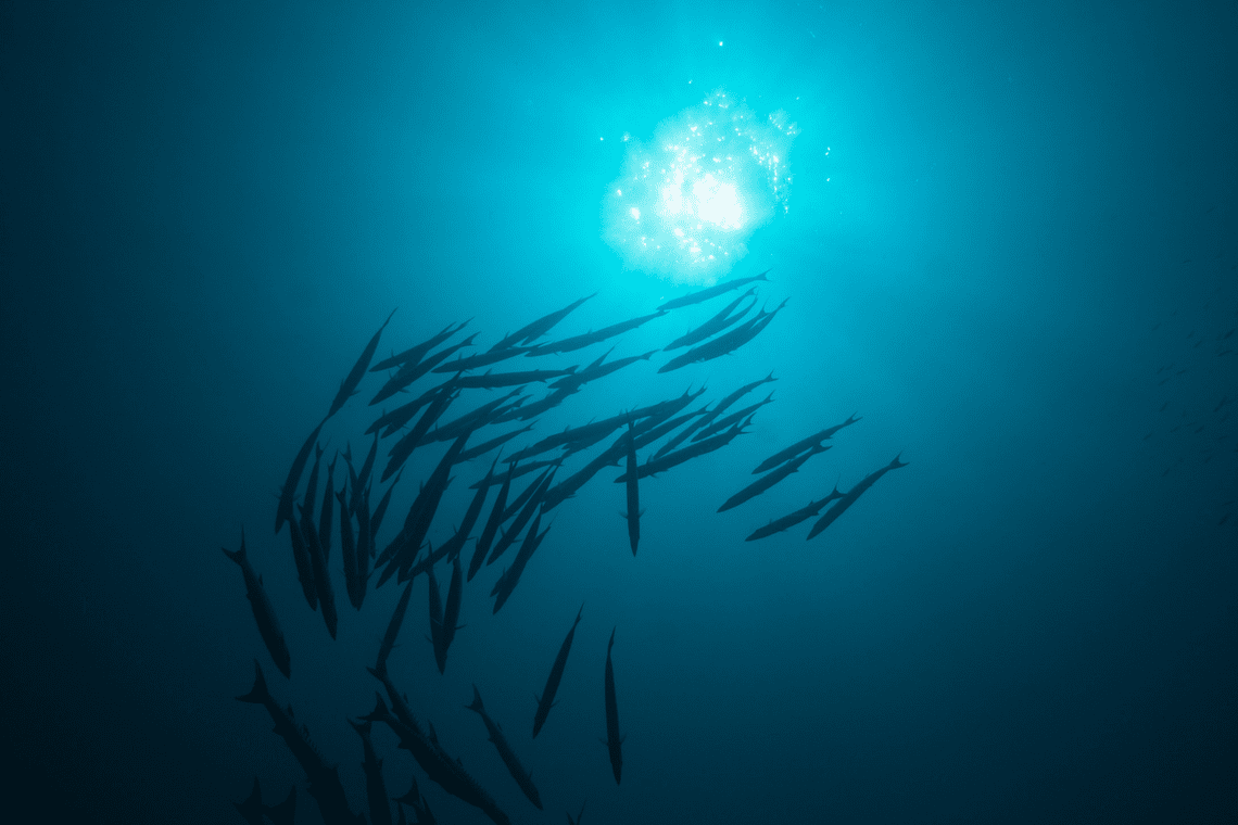 Ocean Depth Color Code Color Combination Ocean Depth - Canva's Design Wiki