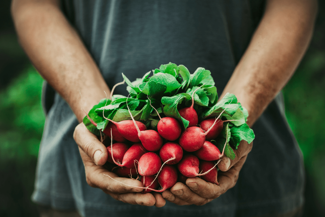 Color Combination Beetroot Bunch - Canva's Design Wiki