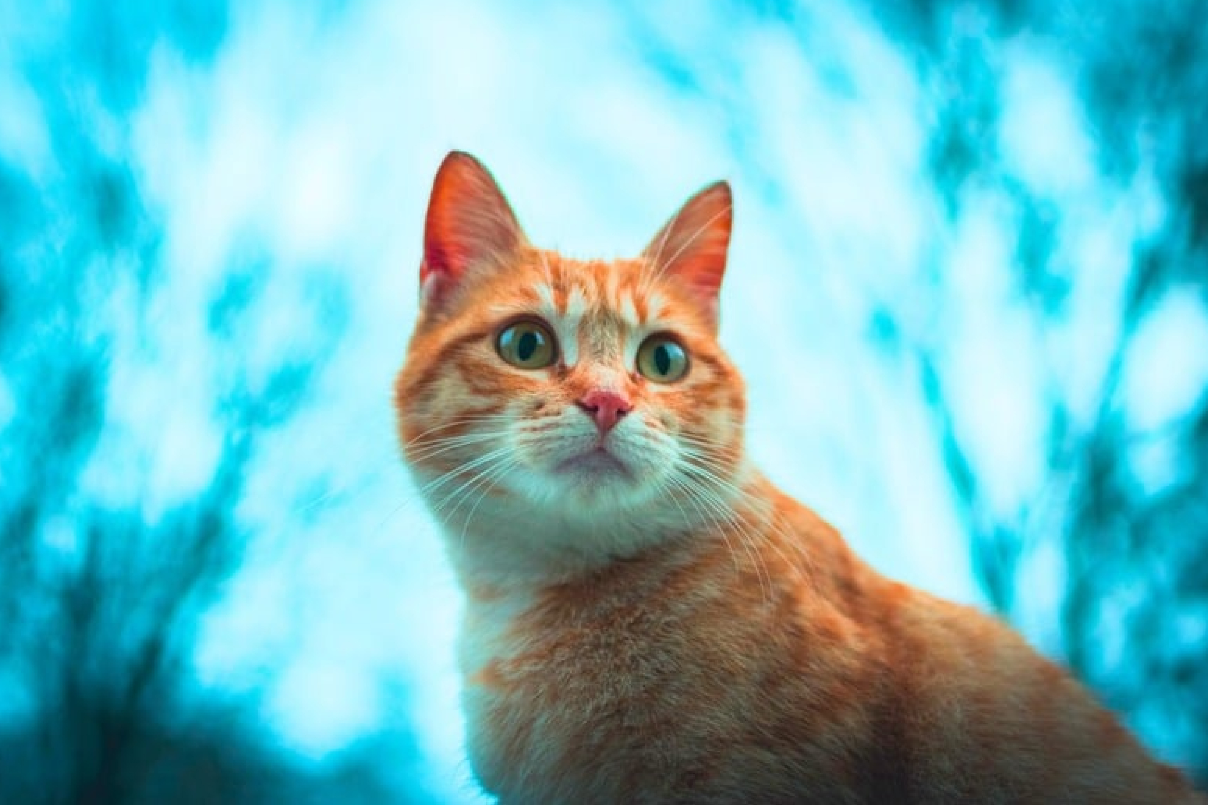 Turn your pet's picture into anime