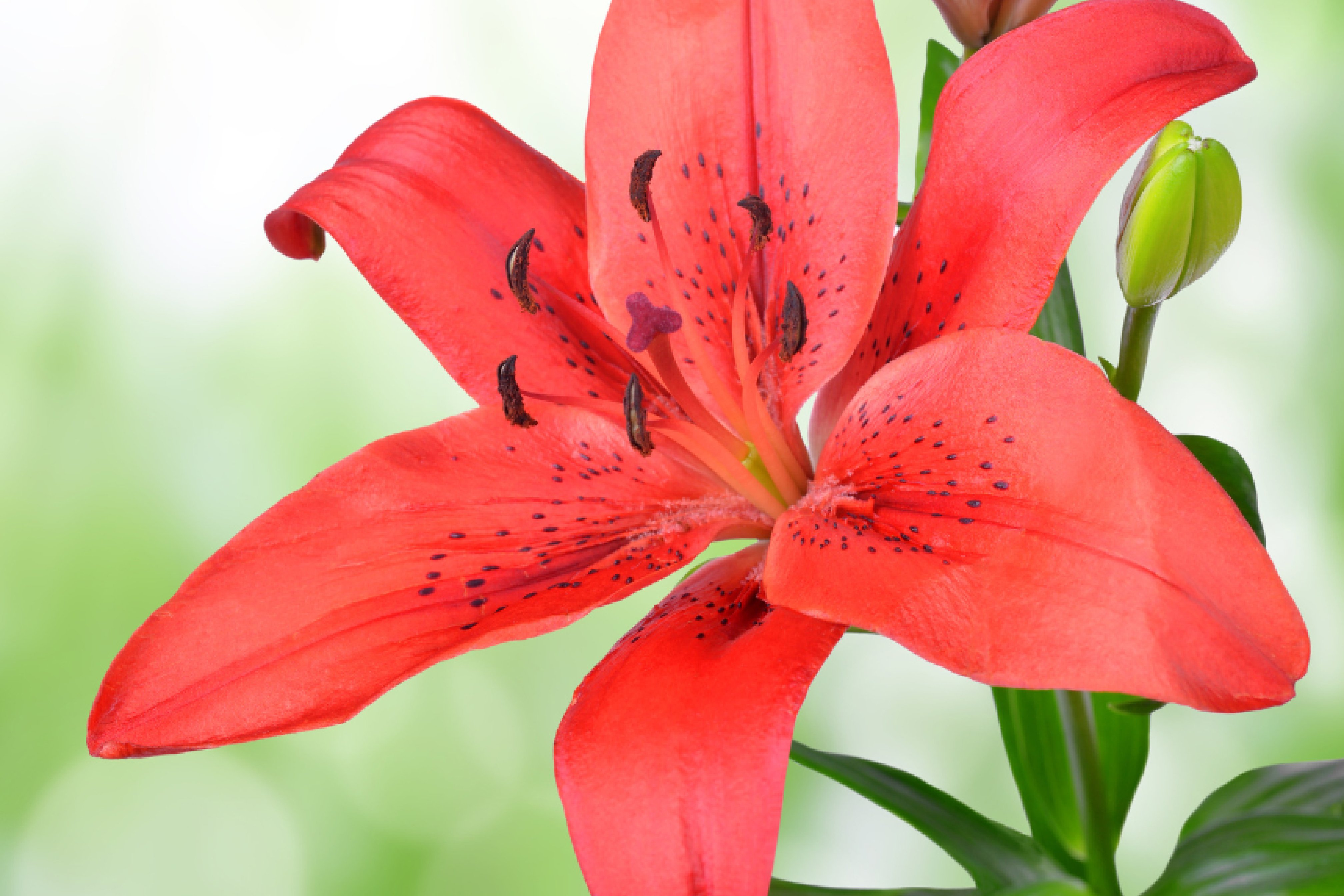 Before blurring the image Before blurring the image