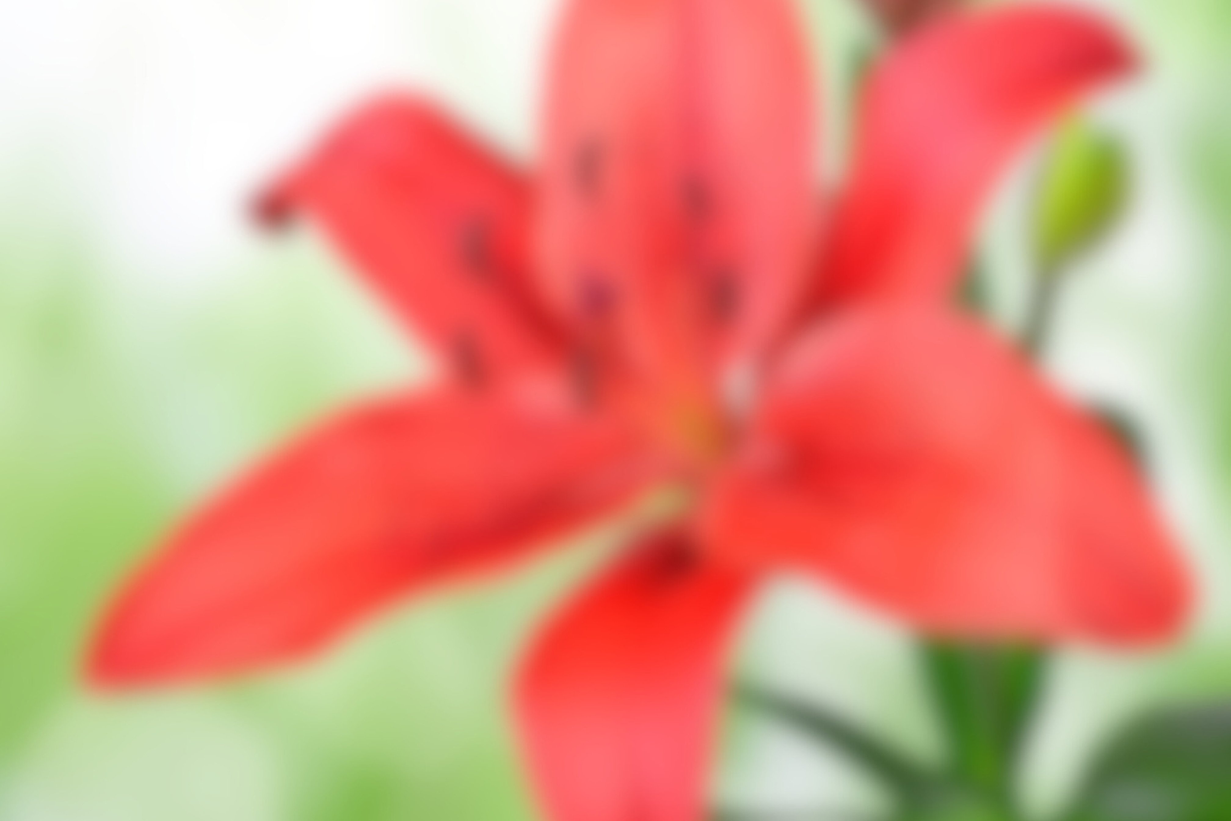 After blurring the image After blurring the image