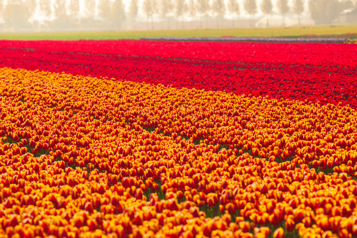 Dutch Spring Farming Color Combination Dutch Spring Field - Canva's Design Wiki